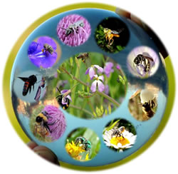 Biología comparada y comportamiento de las abejas