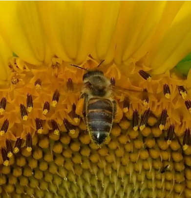 Actualización en salud y nutrición de las abejas