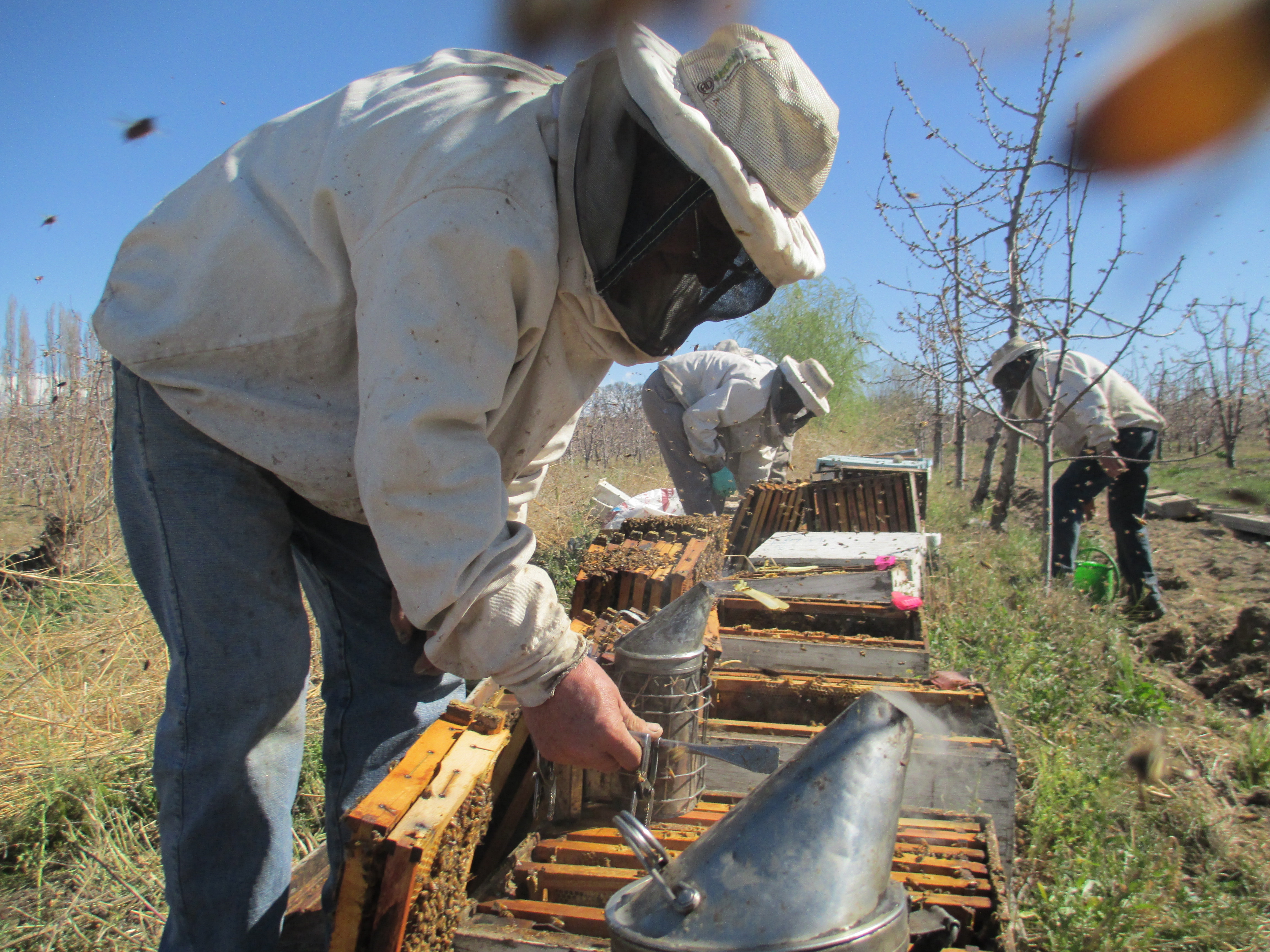Mejora en la gestión productiva del apiario