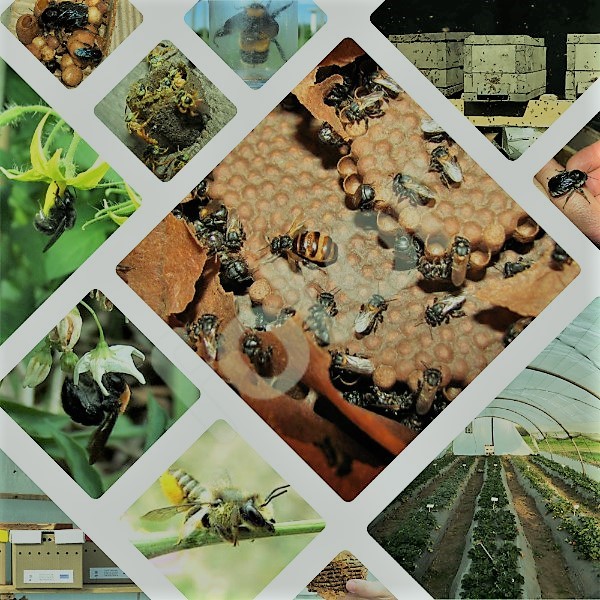Utilización de otras abejas de interés económico, social y ambiental